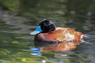 Lake Duck or Argentine Lake Duck (Oxyura vittata)