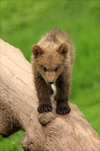 Brown Bear (Ursus arctos) cub standing on tree trunk