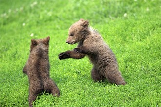 Brown Bear (Ursus arctos) two cubs