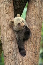 Brown Bear (Ursus arctos) cub sitting in a tree fork