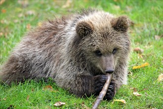 Brown Bear (Ursus arctos) cub chewing on stick