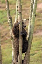 Brown Bear (Ursus arctos) cub climbing in tree