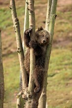 Brown Bear (Ursus arctos) cub climbing in tree