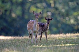 Fallow Deer (Cervus dama)