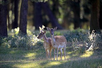 Fallow Deer (Cervus dama)