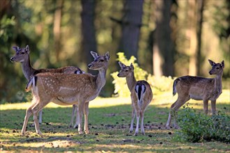 Fallow Deer (Cervus dama)