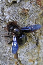 Large Violet Carpenter Bee (Xylocopa violacea) at its nest