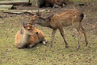 Sika Deer (Cervus nippon)