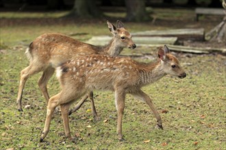 Sika Deer (Cervus nippon)