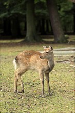 Sika Deer (Cervus nippon)