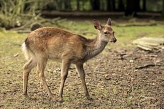 Sika Deer (Cervus nippon)