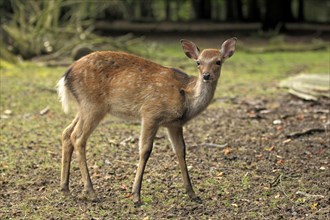 Sika Deer (Cervus nippon)