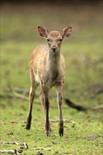 Sika Deer (Cervus nippon)