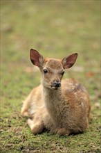 Sika Deer (Cervus nippon)