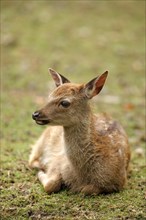 Sika Deer (Cervus nippon)