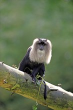Lion-tailed Macaque or Wanderoo (Macaca silenus)