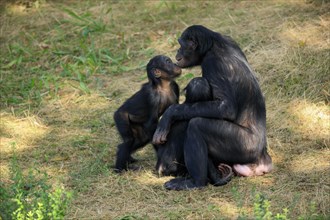 Bonobo (Pan paniscus)