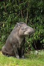 South American Tapir (Tapirus terrestris) adult
