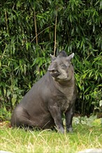 South American Tapir (Tapirus terrestris) adult