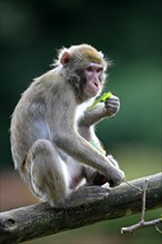 Japanese Macaque or Snow Monkey (Macaca fuscata)