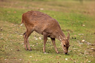 Brow-antlered Deer