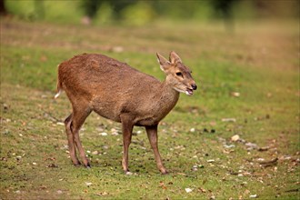 Brow-antlered Deer