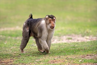 Southern Pig-tailed Macaque (Macaca nemestrina)