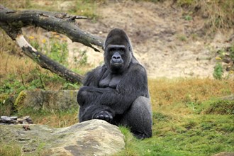 Western Lowland Gorilla (Gorilla gorilla gorilla)