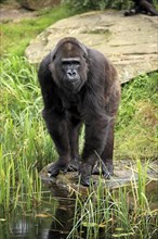 Western Lowland Gorilla (Gorilla gorilla gorilla)