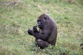 Western Lowland Gorilla (Gorilla gorilla gorilla)