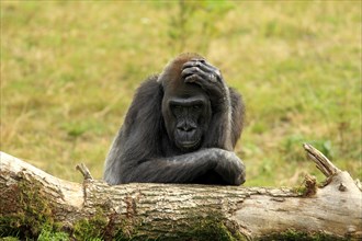 Western Lowland Gorilla (Gorilla gorilla gorilla)