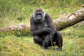 Western Lowland Gorilla (Gorilla gorilla gorilla)