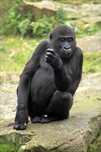 Western Lowland Gorilla (Gorilla gorilla gorilla)