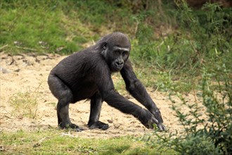 Western Lowland Gorilla (Gorilla gorilla gorilla)