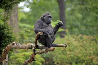 Western Lowland Gorilla (Gorilla gorilla gorilla)