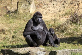 Western Lowland Gorilla (Gorilla gorilla gorilla)