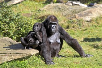 Western Lowland Gorilla (Gorilla gorilla gorilla)