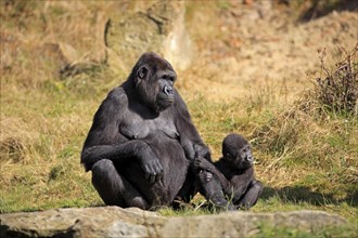 Western Lowland Gorilla (Gorilla gorilla gorilla)