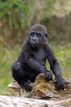 Western Lowland Gorilla (Gorilla gorilla gorilla)