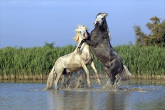 Camargue horses (Equus ferus caballus)