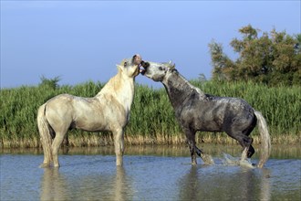 Camargue horses (Equus ferus caballus)