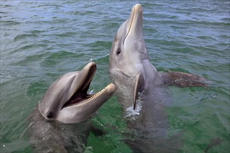 Two Common Bottlenose Dolphins (Tursiops truncatus)