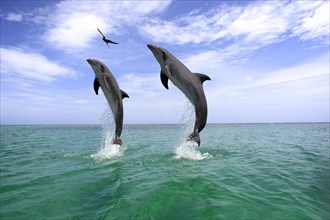 Two Common Bottlenose Dolphins (Tursiops truncatus)