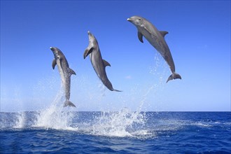 Three Common Bottlenose Dolphins (Tursiops truncatus)