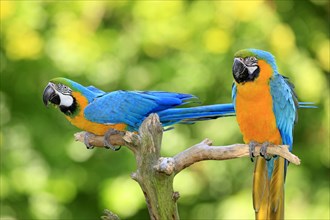 Blue-and-yellow Macaws (Ara ararauna)