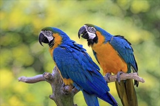 Blue-and-yellow Macaws (Ara ararauna)