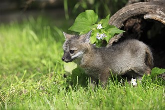 Gray Fox (Urocyon cinereoargenteus)