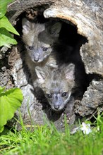 Gray Fox (Urocyon cinereoargenteus) cubs