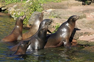 California Sea Lions (Zalophus californianus)