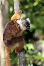 Black Lemur (Eulemur macaco)
